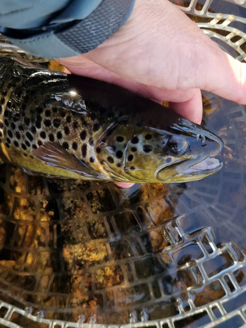 Catch and release i Hedströmmen 