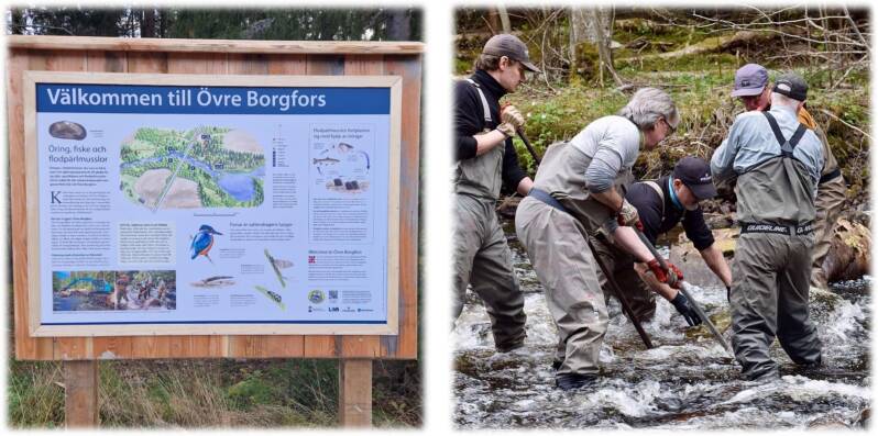 Fiskevård i Övre Borgfors Hedströmmen
