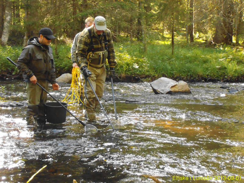 Elfiske i Lumsån