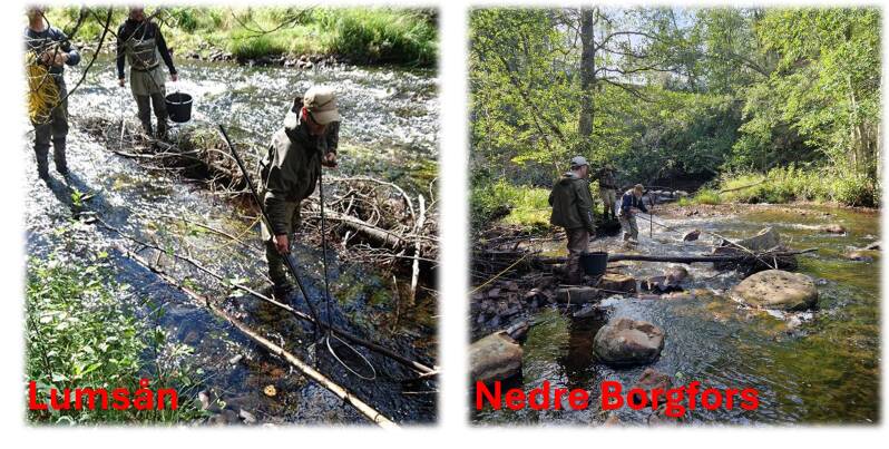 Elfiske i Lumsån och Hedströmmen