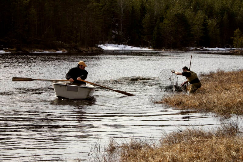 Gäddecimering i Lumsån