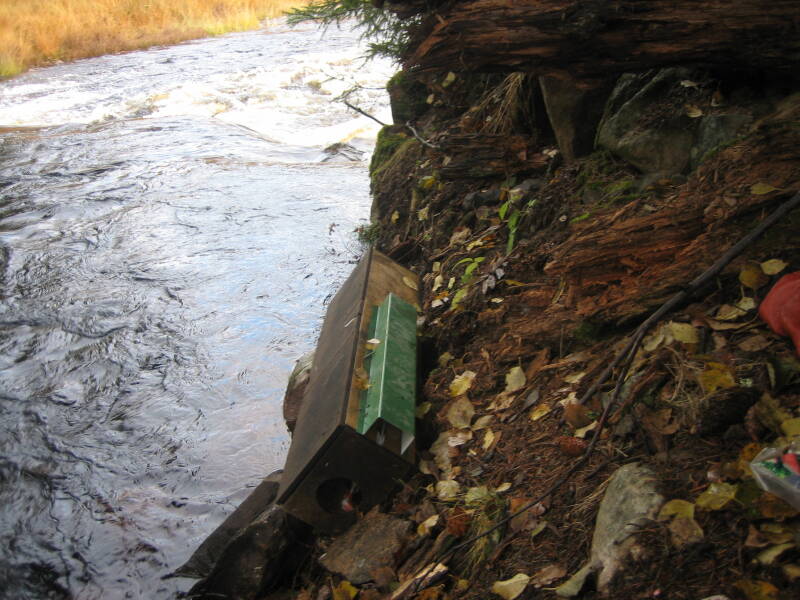 Minkfälla i Lumsån