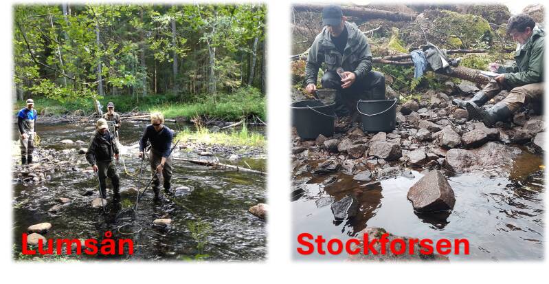 Elfiske i Lumsån och Hedströmmen