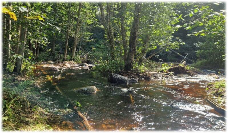 Kvillområden och uppväxtområde för öring i Hedströmmen vid Nedre Borgfors