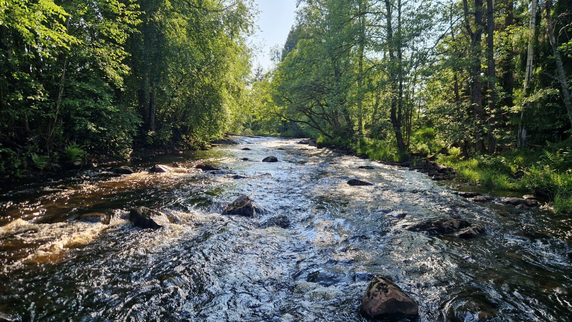 Biotopvårdad sträcka i Hedströmmen