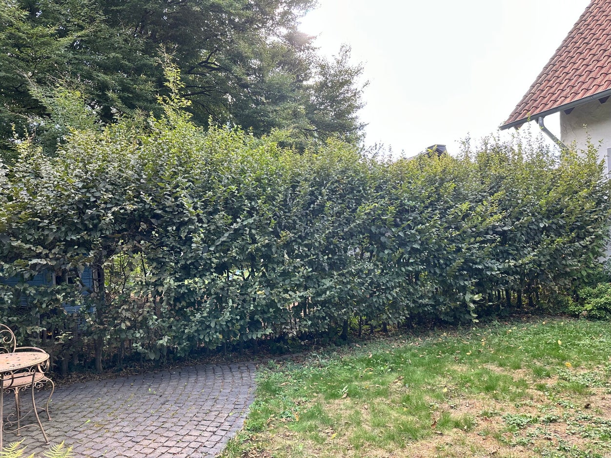 Vorher – Gartenfläche