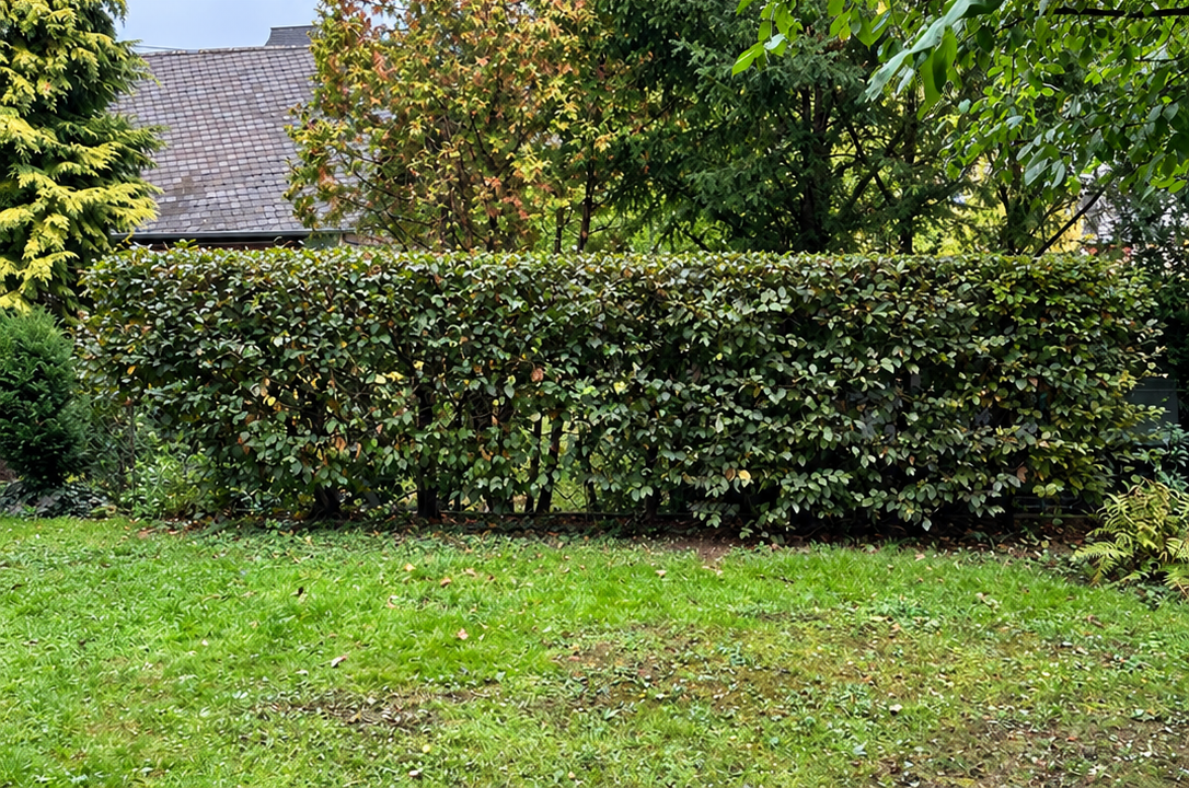 Heckenschnitt nachher