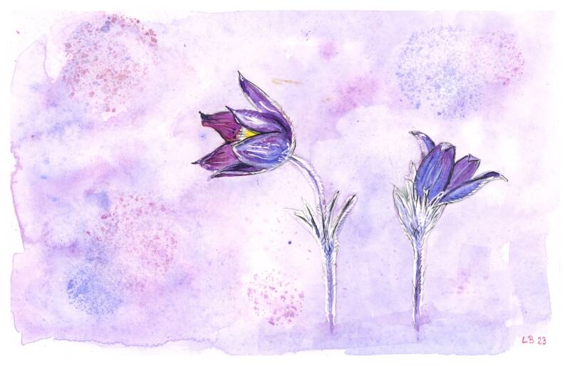 crocus15x21vente35euros-3.jpg