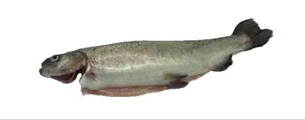 Forel Deens 3/1 | Verse vis (art. 20)