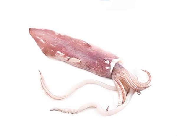 Inktvis flessen groot | Verse vis