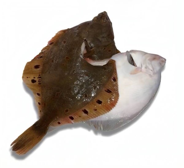 Schol heel zonder vel | Verse vis