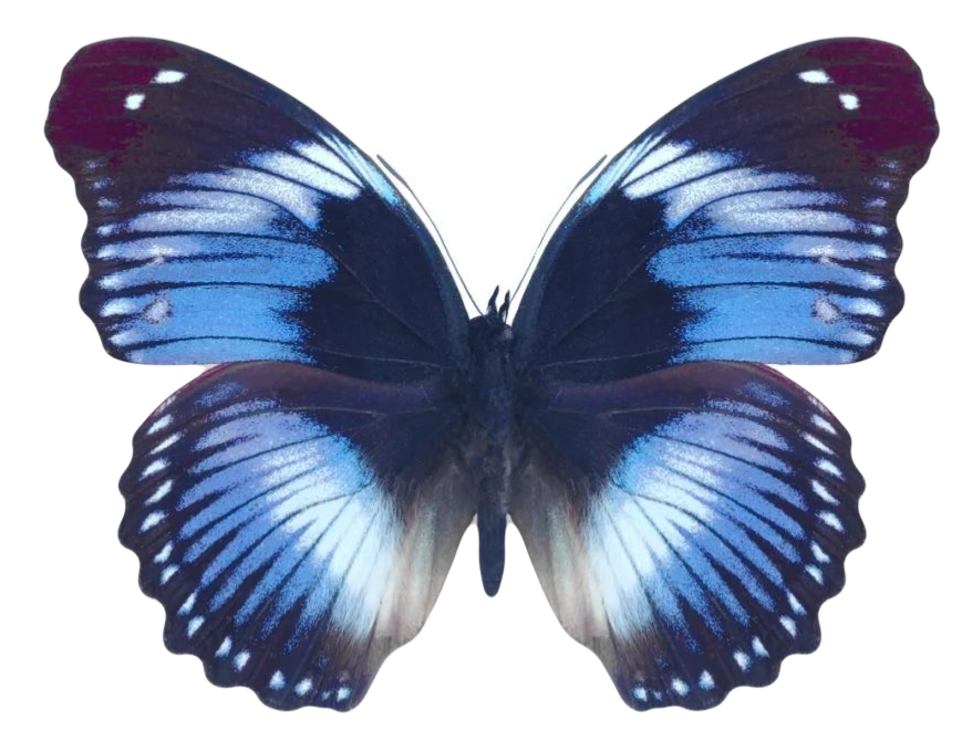 Hypolimnas salmacis