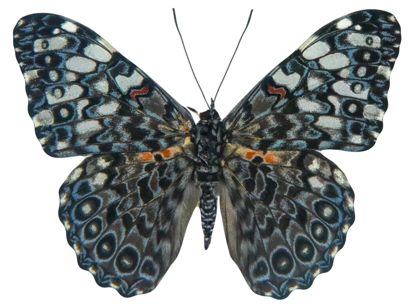 Hamadryas februa