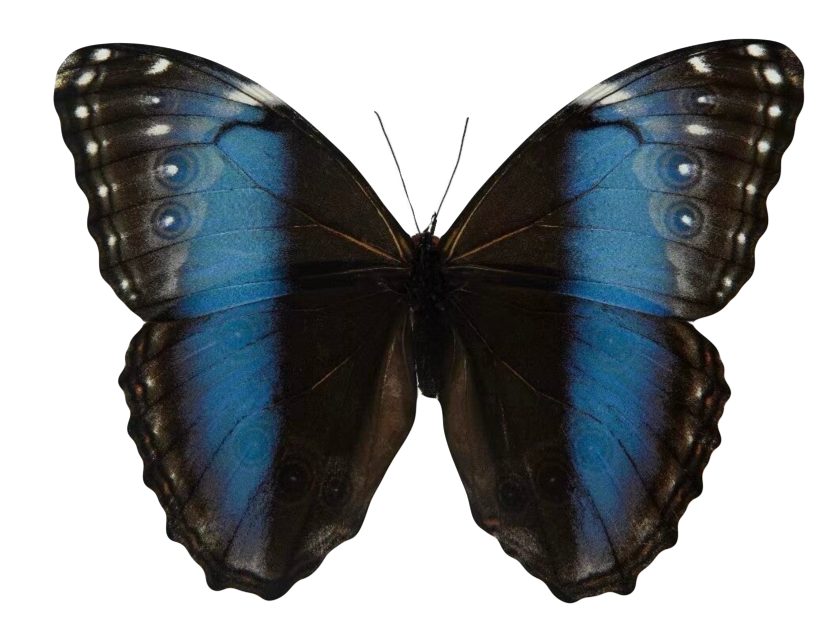 Morpho achilles