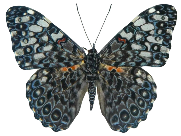 Hamadryas februa