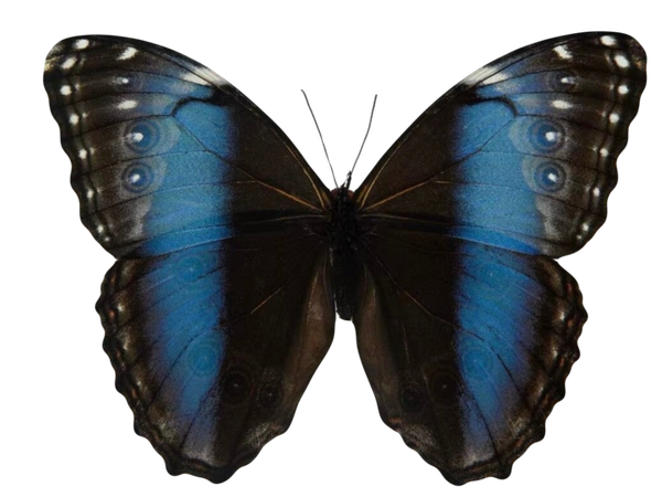 Morpho achilles