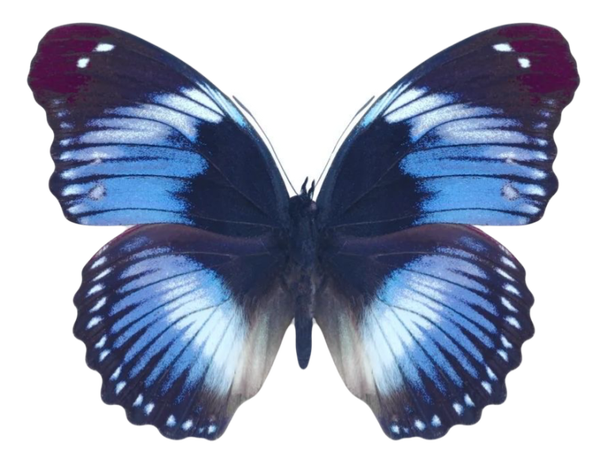 Hypolimnas salmacis