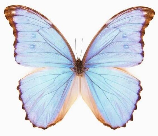 Morpho