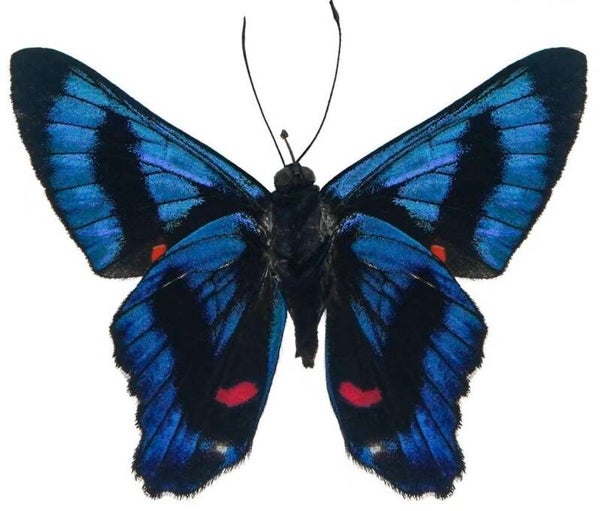 Ancyluris meliboeus
