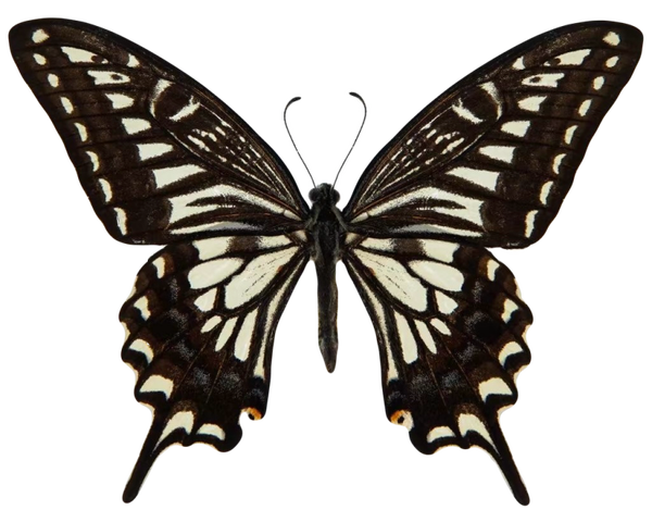 Papilio xuthus