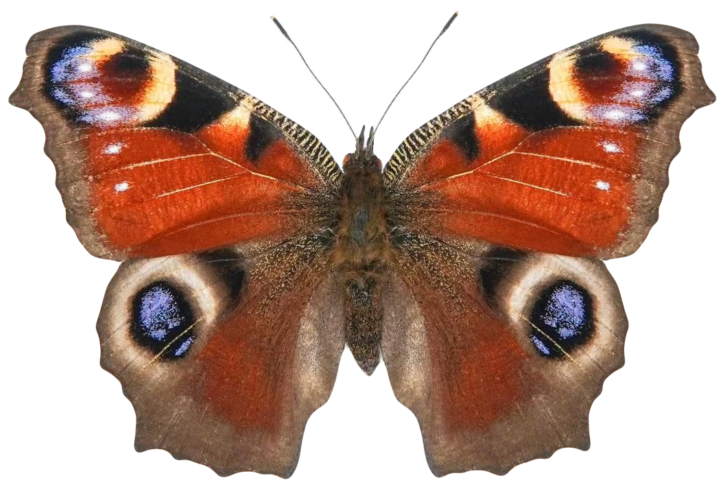 Aglais io