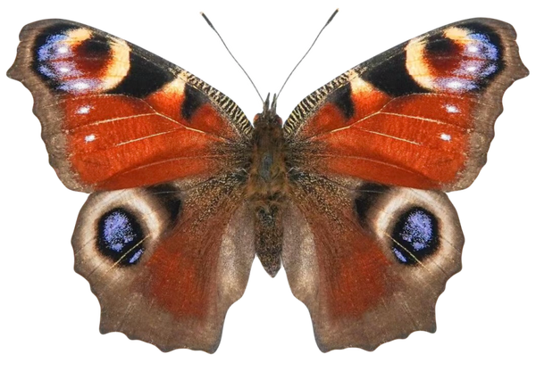 Aglais io