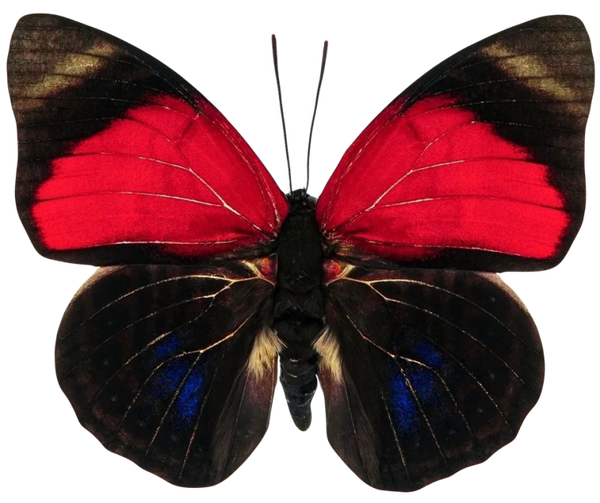 Prepona claudina