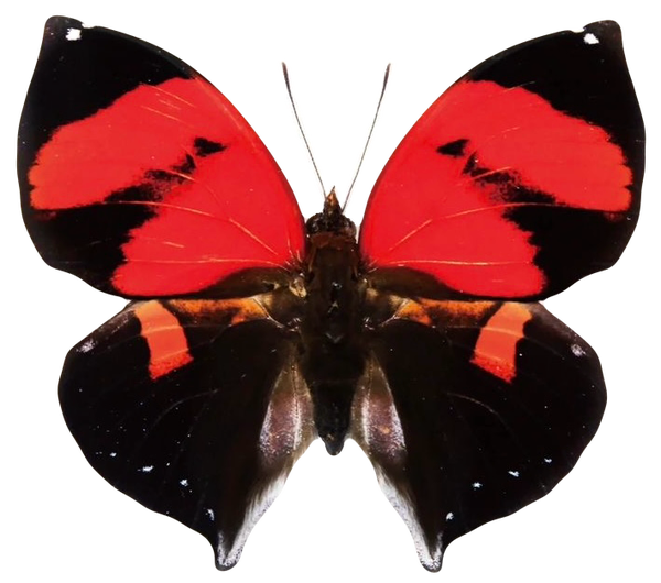 Siderone marthesia