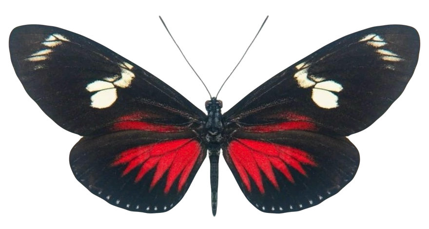 Heliconius doris