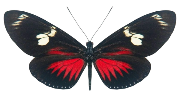 Heliconius doris