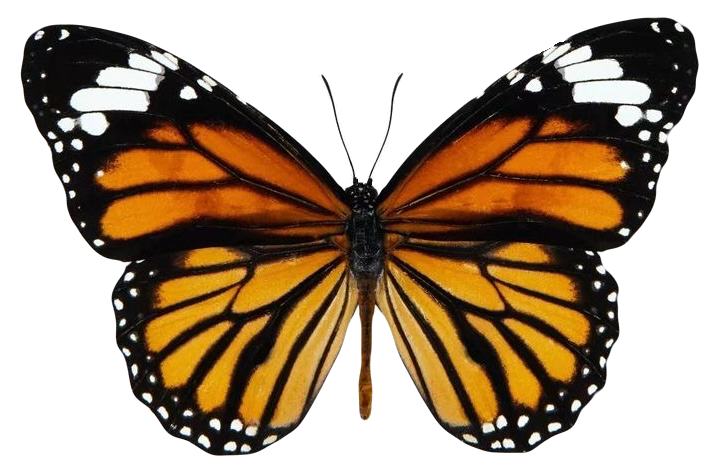 Danaus genutia