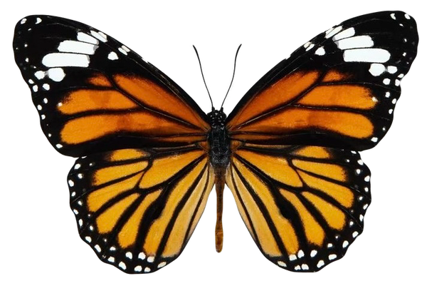 Danaus genutia