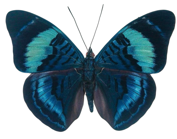 Panaceae procilla