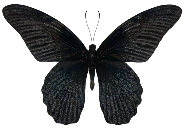 Papilio memnon
