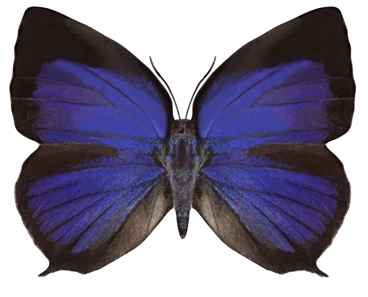Arhopala pseudocentaurus