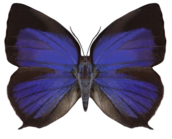 Arhopala pseudocentaurus