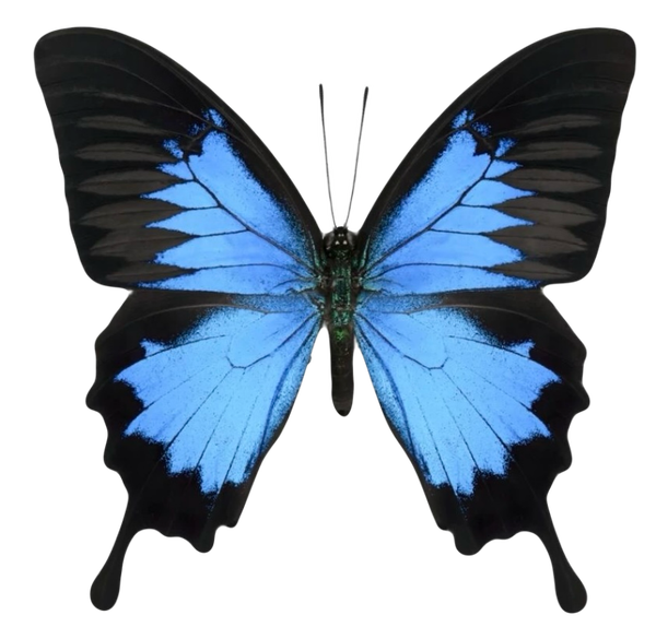 Papilio ulysses