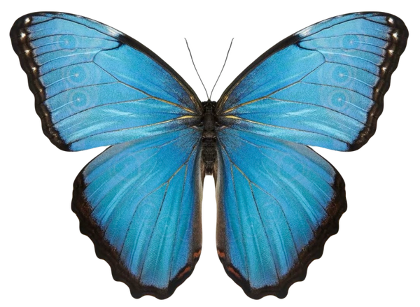 Morpho helenor