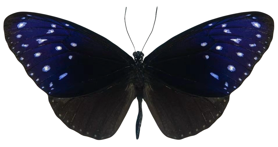 Euploea mulciber