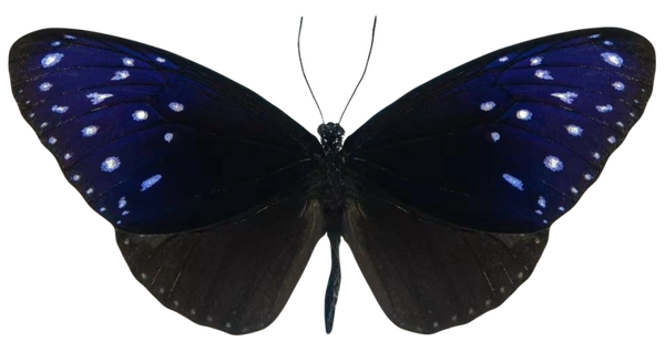 Euploea mulciber