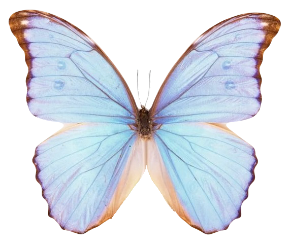 Morpho godarti