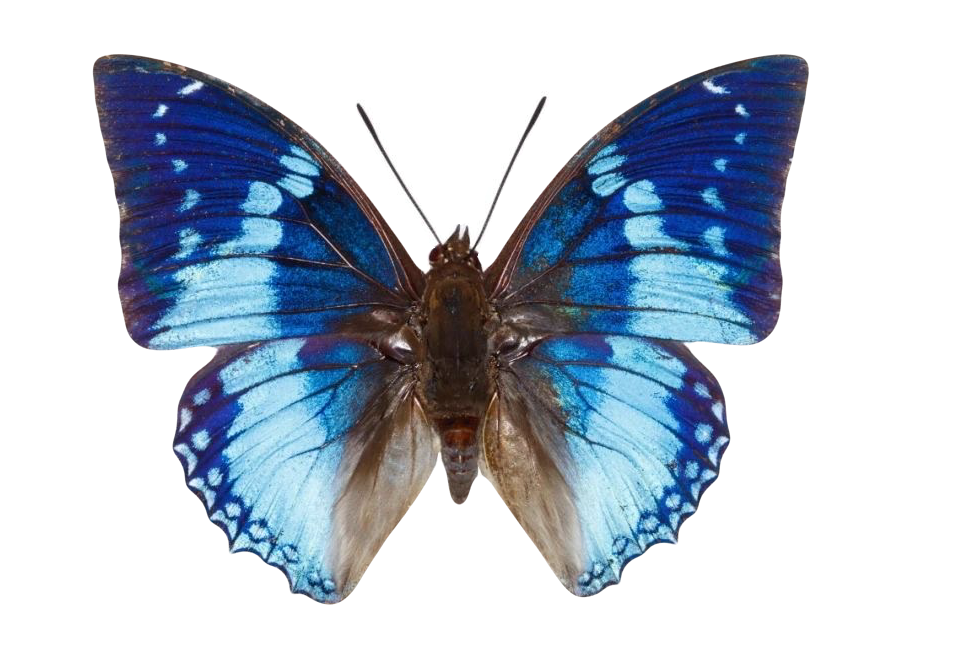 Charaxes smaragdalis