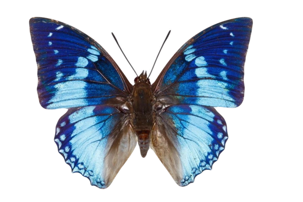Charaxes smaragdalis