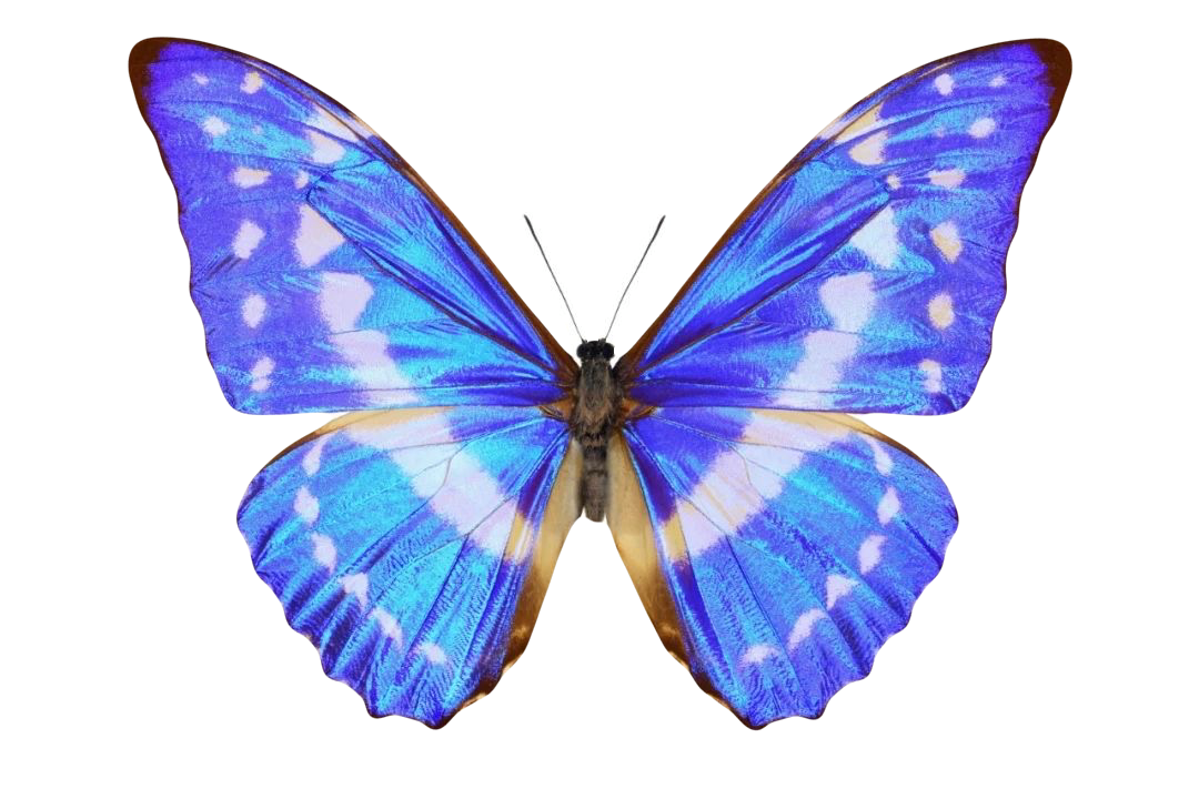 Morpho cypris
