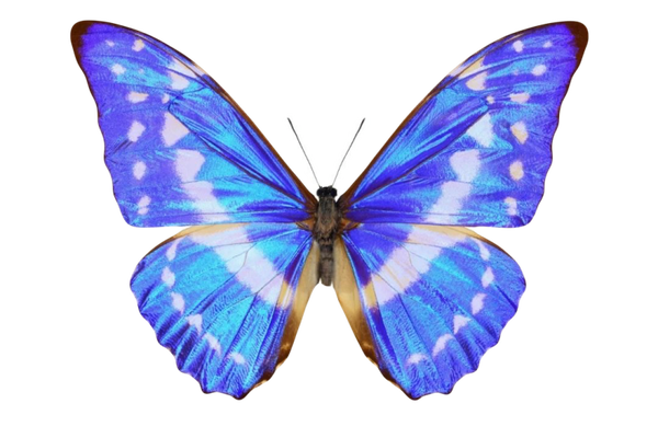 Morpho cypris