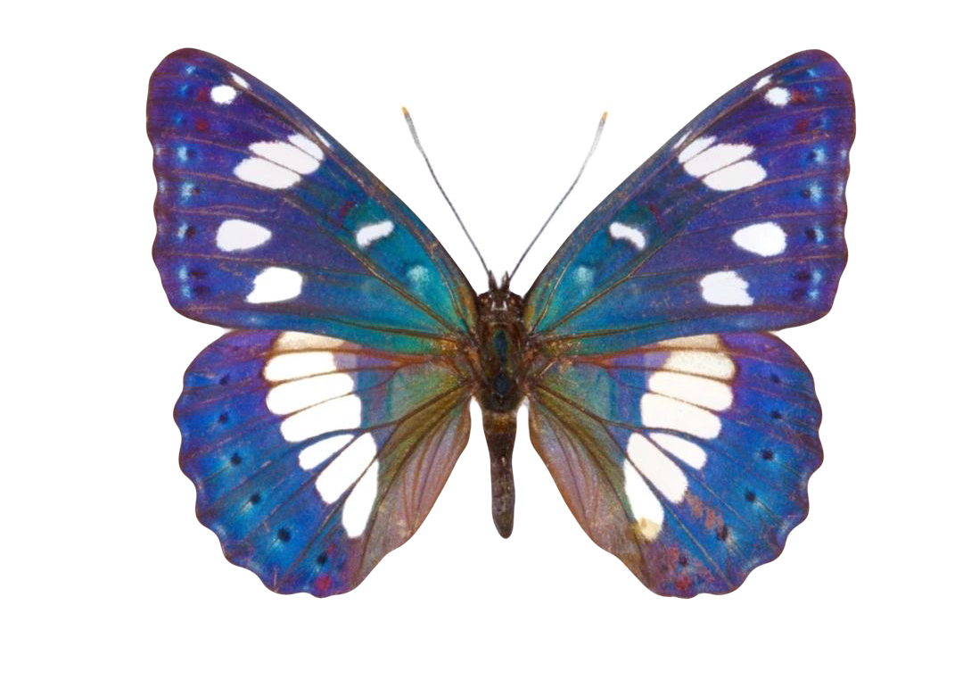 Limenitis reducta