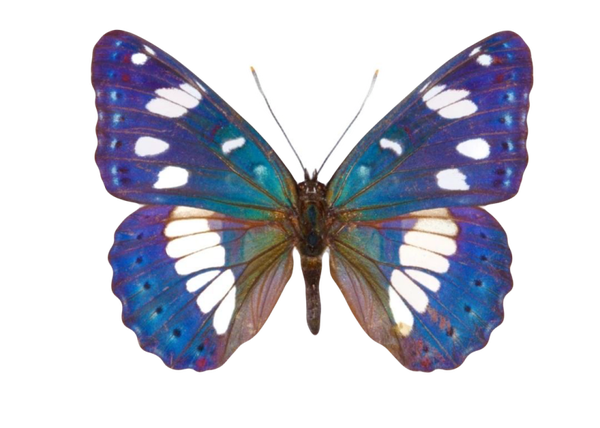 Limenitis reducta