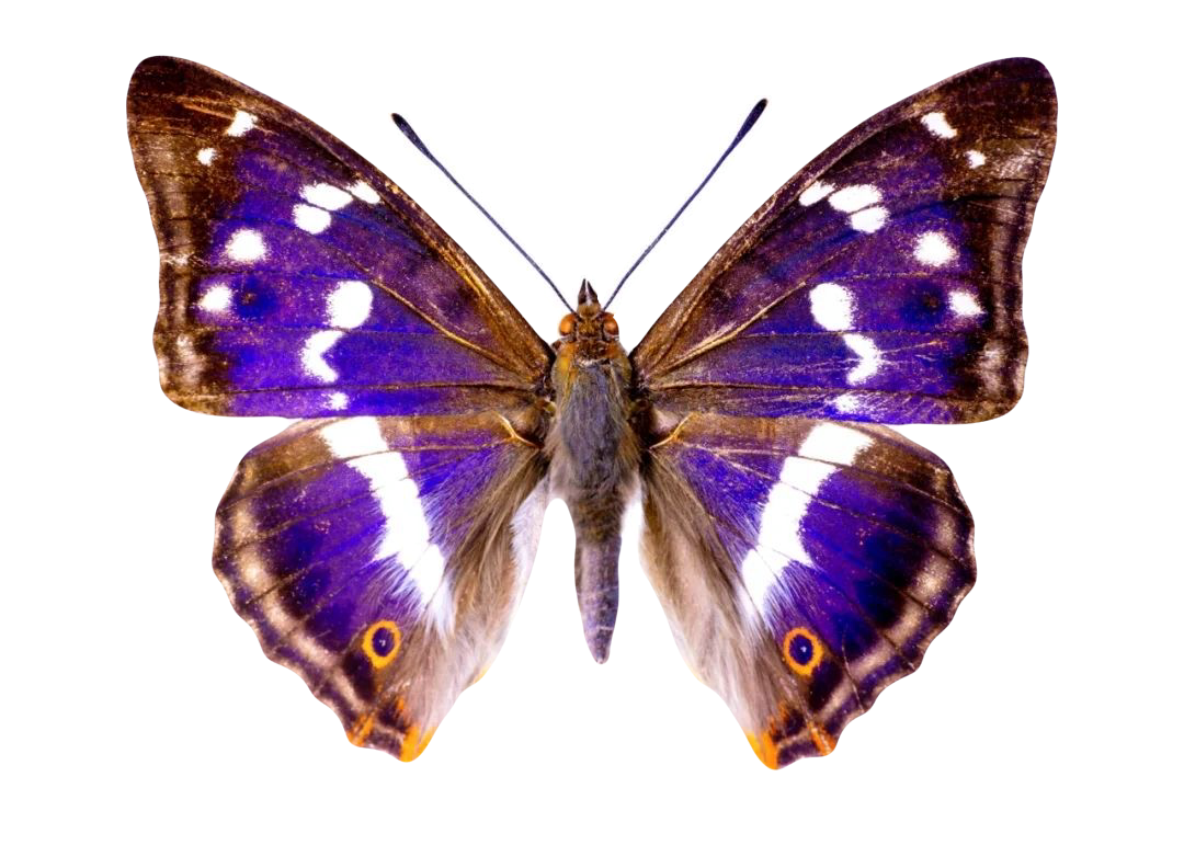 Apatura iris