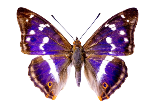 Apatura iris