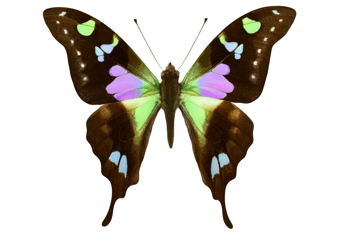 Graphium Graphium